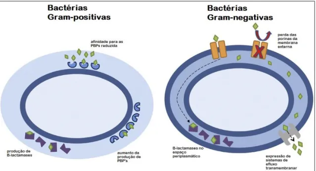 Figura 3: Mecanismos de resistência a antibióticos β-lactâmicos mais comuns em bactérias de Gram  positivo (à direita) e bactérias de Gram negativo (à esquerda) (adaptado de Tang et al