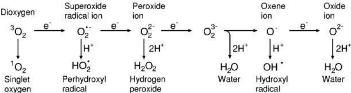 Figure 1. 2 -  Generation of different ROS by energy transfer or sequential univalent reduction of ground state triplet  oxygen (Apel and Hirt 2004).