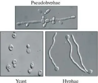 Figure  1.  Distinctive  morphology  of  C.  albicans .  Representation  of  the  three  different  morphologies that  C