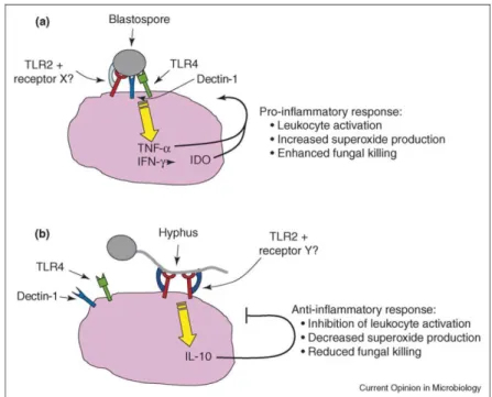 Figure  3.  Recognition  of  C.  albicans   blastospores  and  hyphae  by  monocytes  and  macrophages  receptors