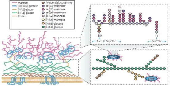 Figure 5. The structure of the  Candida albicans  cell wall. The schematic shows the major components  of  the  cell  wall  and  their  distributions