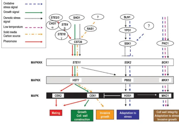 Figure  6.  Main  elements  of  the  MAPK  signal  transduction  network  in  C.  albicans 