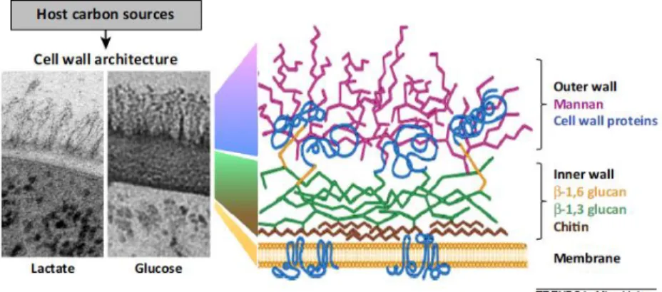 Figure  8.  The  impact  of  different  carbon  sources  in  cell  wall  architecture