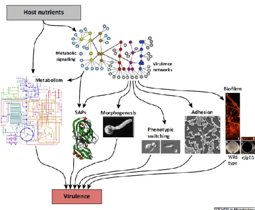 Figure 9. Nutrients influence the expression of key virulence factors in  Candida albicans 