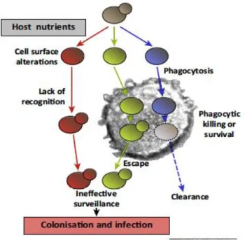 Figure  10.  Changes  in  carbon  source  impact  on  immune  surveillance.  Alteration in the recognition  of  Candida albicans  cells by innate immune cells and by reducing the susceptibility of the fungal cells to phagocytic  killing via elevated oxidat