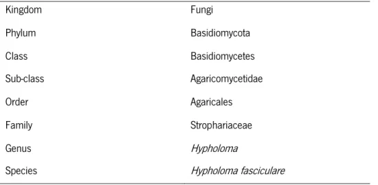 Table 2 - Taxonomic identification of saprotrophic fungi  Hypholoma fasciculare  according to Kirk  et  al 
