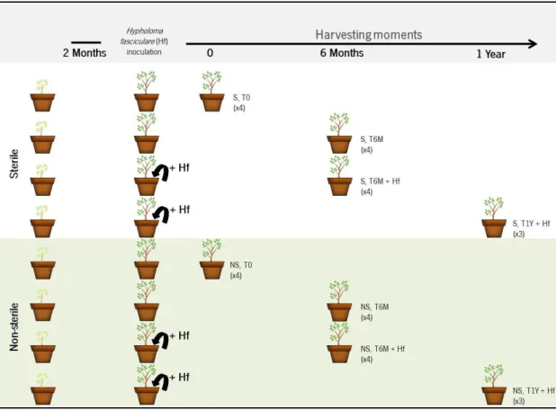 Figure  3–  Experimental  design  used  for  evaluating  the  influence  of  H. fasciculare   on  the  fungal  community  present  in  chestnut  orchards  by  metabarcoding