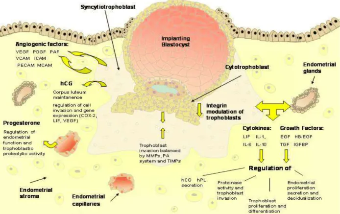 Figura 3. Representação esquemática da implantação do blastocisto. 