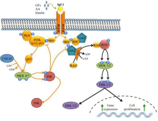 Figura 4. Representação esquemática das vias de sinalização envolvidas no efeito da insulina (via da PI3K e via da MAPK)