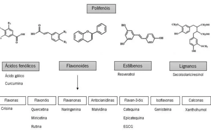 Figura 6. Representação esquemática da classificação e estrutura das principais classes e subclasses dos polifenóis