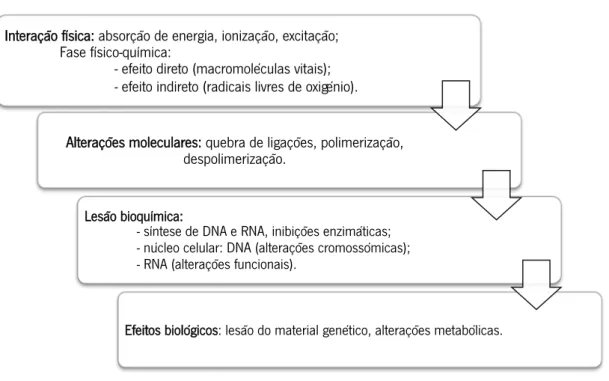 Figu ra  2 .2- Esquema representativo dos diferentes acontecimentos em cada fase do processo de interação da radiação com  o sistema biológico, adaptado de [11], [12]