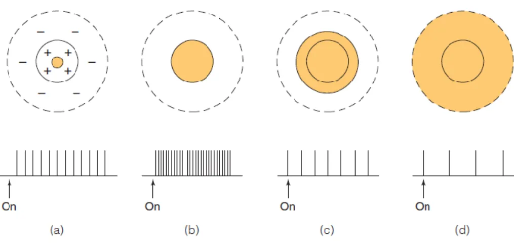 Figura  15|  Campo  recetivo  centro-excitatório  (ON)  e  periferia-inibitória  (OFF)