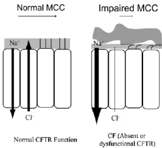 Figure 1.1- The dysfunction of CFTR results in hyperabsorption  of sodium from the ASL that is not observed with  functional CFTR