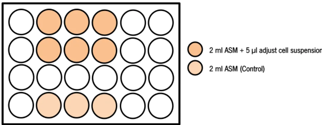 Figure 2.4 – Scheme of the microtitre plate used to simulate CF infection. 