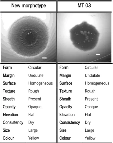 Table  3.1  –  Comparison  of  the  morphological  criteria  of  colony  morphology  classification  system,  between  the  previously identified morphotype, MT03, and the new morphotype found 
