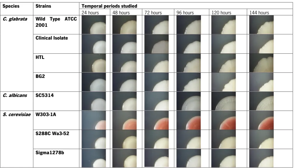 Table 2 - Representation of the evolution of the secretion for different species and strains each 24 hours till 144 hours, cultured on minimal medium with glucose (SCD)