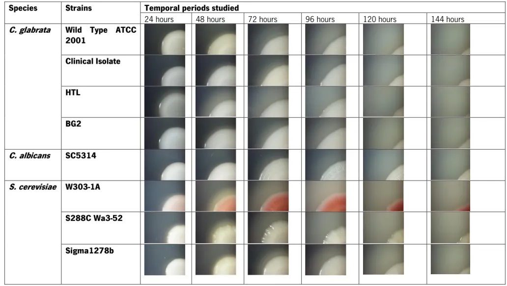 Table 3 - Representation of the evolution of the secretion for different species and strains each 24 hours till 144 hours, cultured on minimal medium with glucose (SCD) and FBS 