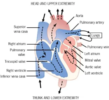 Figure 2.2 - Structure of the heart, and course of blood flow through the heart chambers; adapted from Guyton &amp; 