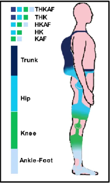 Figure  2.1  Localization  of  mechanical  joints  of  multi-joint  exoskeletons  over  human  body