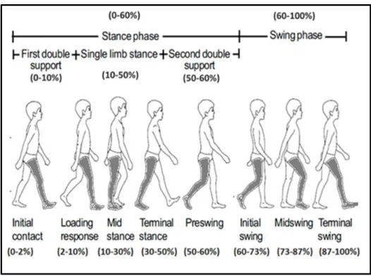 Figure 3.3 Normal gait cycle formed by stance and swing periods and respective gait phases