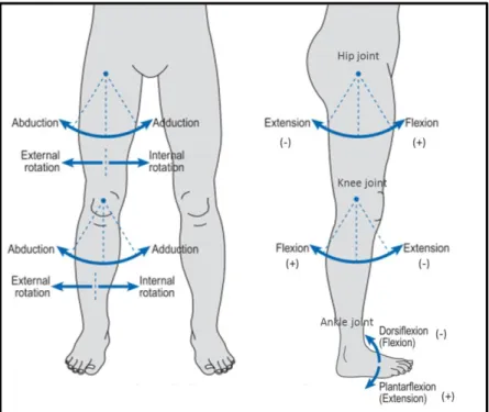 Figure 3.5 Movements of the hip, knee and ankle joints. Adapted from [52].