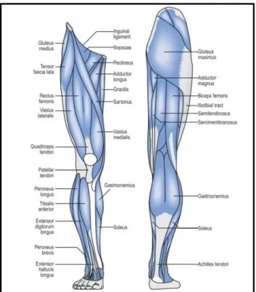 Figure 3.6 Anterior and posterior view of lower limb muscles (superficial). Taken from [52]