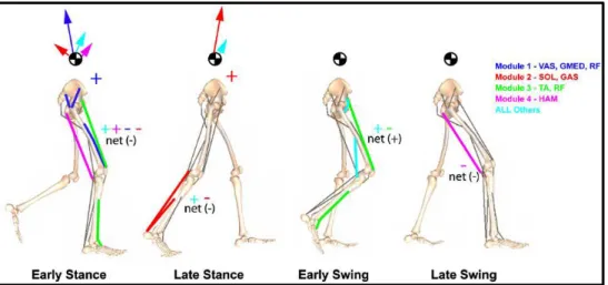 Figure 3.7 Contributions of four modules during each phase of gait cycle. Taken from [61]