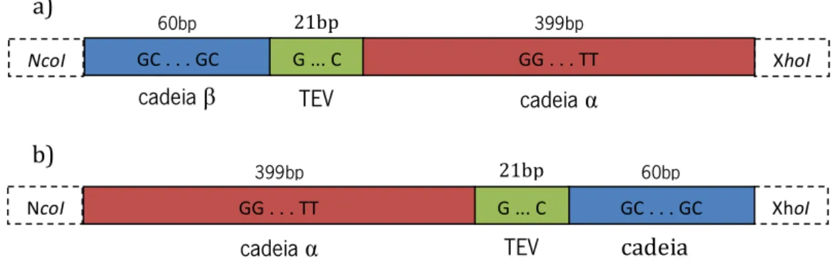 Figura  3.2:  Representação  esquemática  e  estrutural  das  formas  recombinantes  finais  de  frutalina