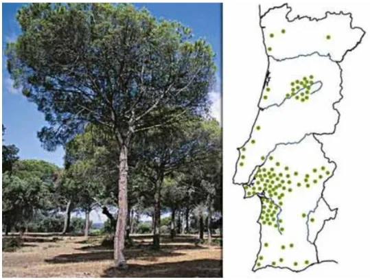 Figura 2.4 – Distribuição do Pinheiro Manso em Portugal (Infopédia 2003 - 2015) 