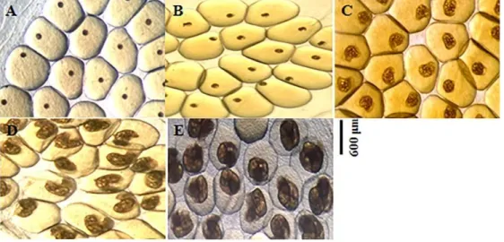 Figura 5 – Biomphalaria glabrata diferentes estágios embrionários. (A) Blástula, (B) Gástrula, (C) Trocófora,  (D) Veliger e (E) Hipo