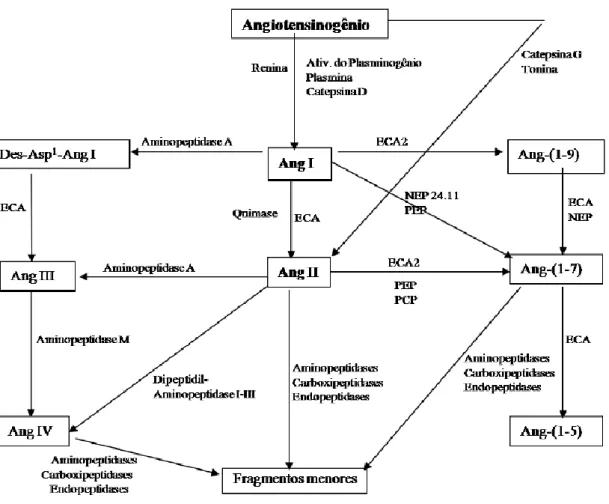 Figura  1:  Esquema  geral  do  sistema  renina  angiotensina  (Fonte:  Raposo  Costa;  Reis,  2000) 