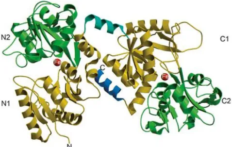 Figure I.1. Structure of lactoferrin. Crystal structure of Lf that illustrates its N1 and C1, N2 and C2 domains in yellow  and green, respectively