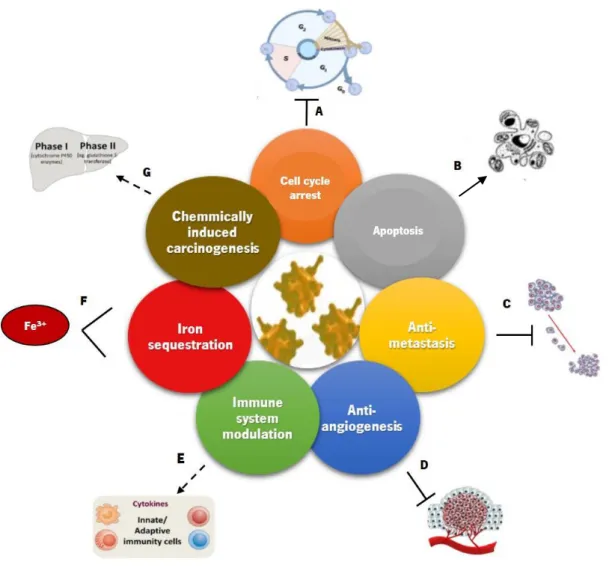 Figure I.3. Proposed mechanisms for the anticancer activity of Lf.  