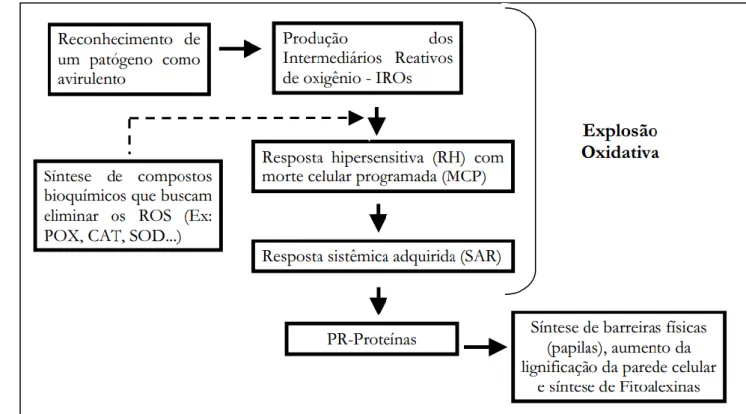 Figura 3. Resumo esquemático dos processos metabólicos envolvidos no mecanismo de  defesa  das  plantas  ao  ataque  de patógenos  (Adaptado  de  TORRES,  JONES  e  DANGL,  2006)