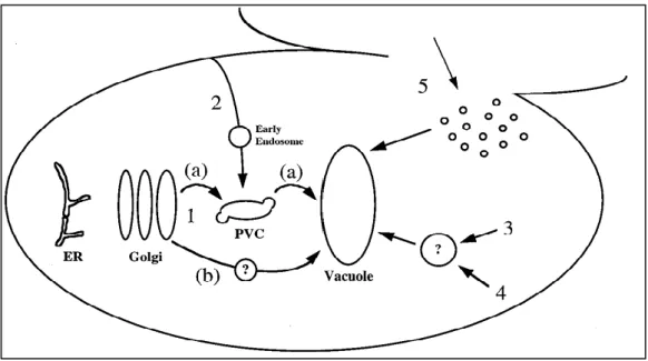 Figura  5.  Transporte  de  proteínas  para  o  vacúolo  em  leveduras.  1.  (a)  Complexo de Golgi através de um compartimento pré-vacuolar (PVC) e  (b)  através  de  um  percurso  alternativo;  2
