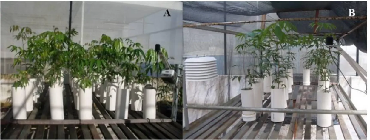 Figura  3.  Esquema  de  montagem  dos  experimentos  de  alagamento  e  sombreamento  em           plantas de Protium heptaphyllum: a) sombra moderada; b) sombra densa