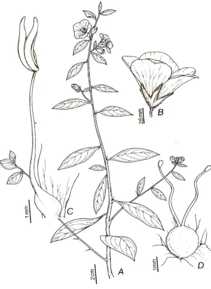 Figura 1. Ramo florífero de Hydrolea spinosa L. Hábito (A); Flor  (B); 