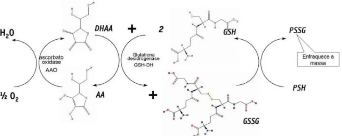 Figura 7: Oxidação do ácido ascórbico pelo oxigênio e da GSH pelo DHAA e mecanismo de  formação PSSG