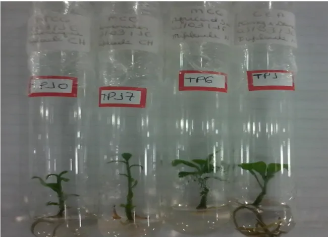 Figura  4.  Plantas  triploides  oriundas  do  cultivo  in  vitro  de  sementes  de  polinizações  abertas  das  variedades:  ‘Clemenules’  (Citrus  clementina  hort