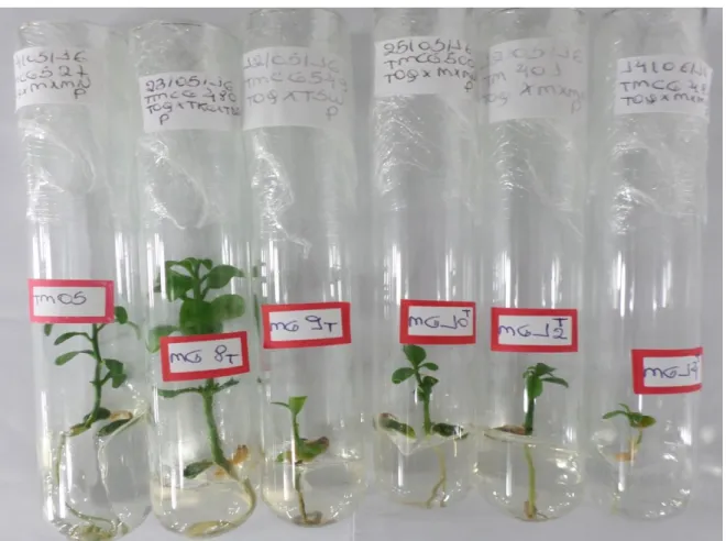 Figura  5.  Plantas  triploides  oriundas  do  cultivo  in  vitro  de  sementes  de  cruzamentos  controlados  entre  os  parentais:  ‘Ortanique’  tangor  natural  [Citrus  reticulata Blanco x C