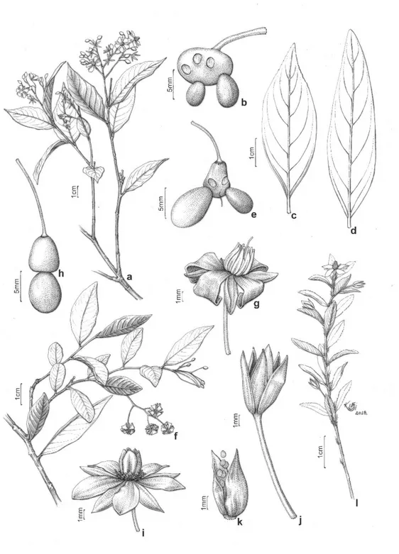 Figura 1. a-e. Ouratea parviflora. a. Porção de um ramo com flores. b-e. Frutos com receptáculo expandido