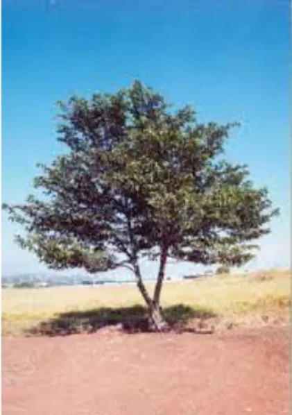 Figura 1:  Árvore da Guazuma ulmifolia Lam. 