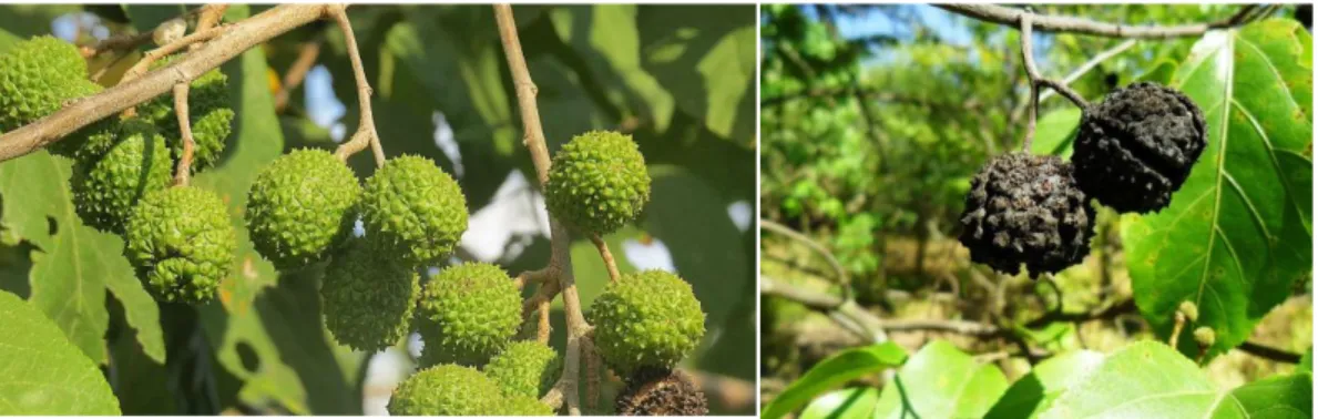 Figura 3: A: Frutos verdes; B: Frutos maduros de Guazuma ulmifolia Lam. 