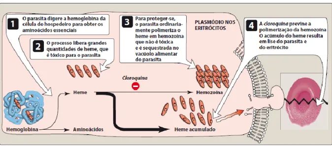 Figura 4. Ação da cloroquina na formação de hemozoína pelas espécies de plasmódios 