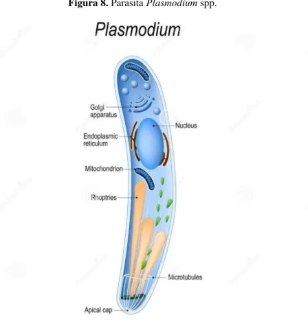 Figura 8. Parasita Plasmodium spp. 