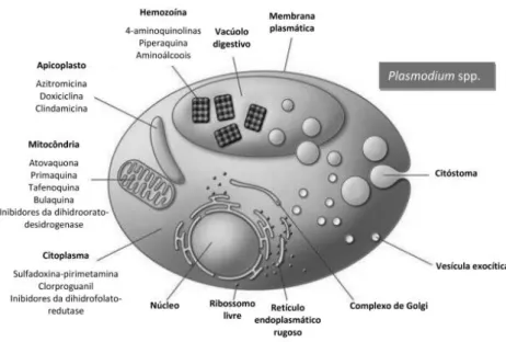 Figura 10. Representação esquemática dos alvos dos principais antimaláricos esquizonticidas em parasitos  Pasmodium spp