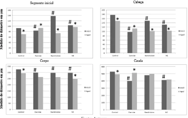 Figura 1: Comparação do diâmetro de ducto epididimário dos grupos adultos e idosos. * p&lt; 0.05:  comparando grupo  idoso com o grupo adulto de mesma variável