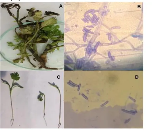 Figura 1. (A) Plântulas coletadas em campo apresentando sintomas de podridão de colo, murcha e tombamento; (B)  Estruturas reprodutivas (macro conídios) do fungo Fusarium spp