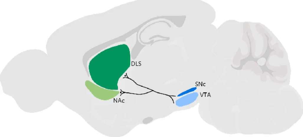 Figure 1.3 Dopaminergic central regions and their striatal projections. 