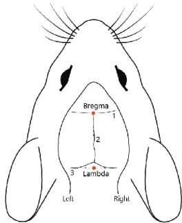 Figure 3.1 Representation of reference points used f or skull alignment 